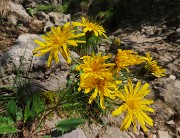 17 Bei fiori di Hieracium 